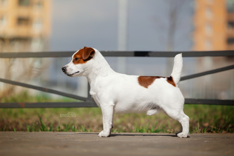 Jack russell sale terrier pedigree