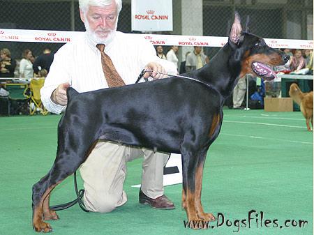 Maxim di altobello store dobermann