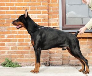 Maxim di altobello sales dobermann