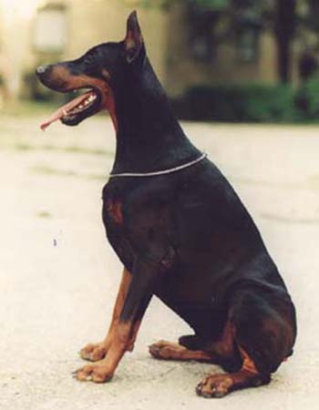 Royal best sale bell doberman