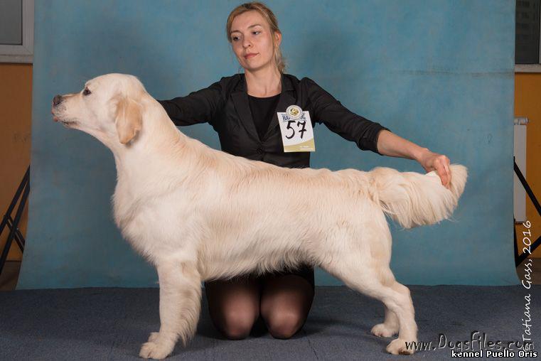 PUELLO ORIS KEY OF MY HEART Pedigree database Golden Retriever