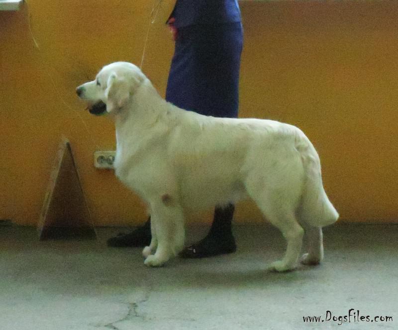 PUELLO ORIS KEY OF MY HEART Pedigree database Golden Retriever