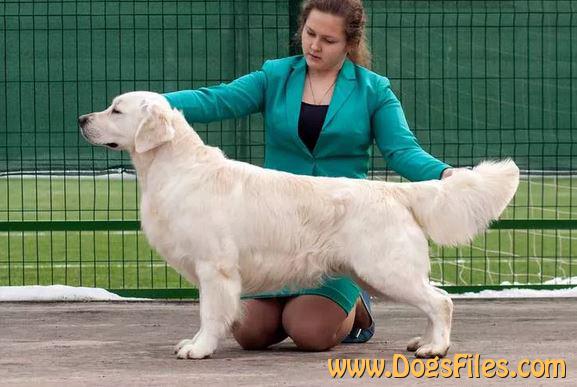 NICOLAS NO HILLS Pedigree database Golden Retriever