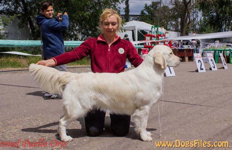 PUELLO ORIS TO BE A STAR Pedigree database Golden Retriever