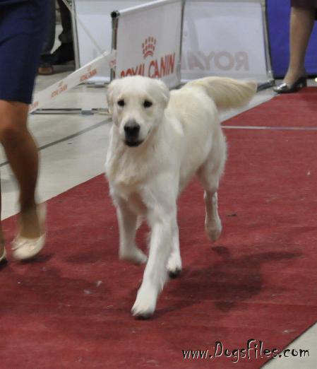 PUELLO ORIS TO BE A STAR Pedigree database Golden Retriever