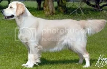 Champdogs golden hot sale retrievers