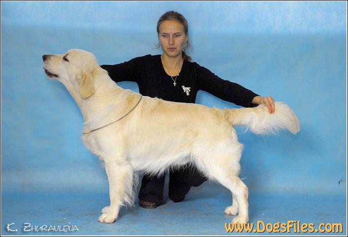 Russian yellow hot sale retriever