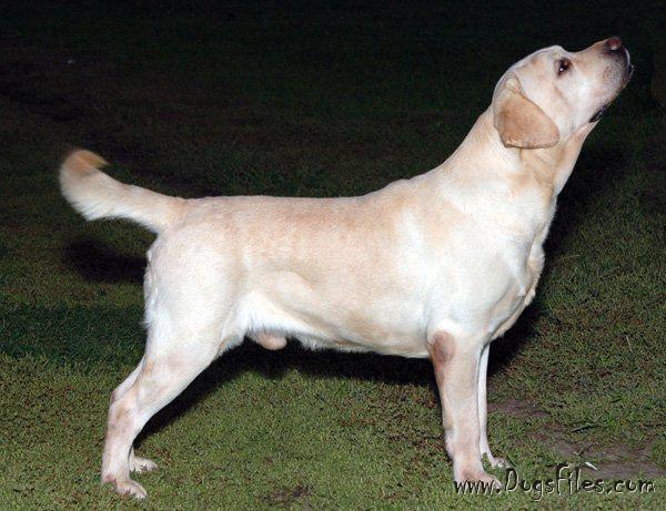 Biscuit labrador shop