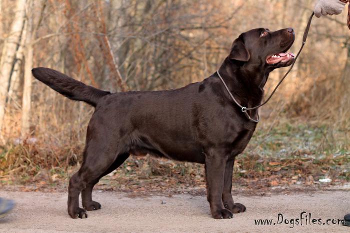 pedigree for labrador