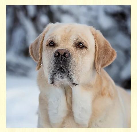 Labrador usa store