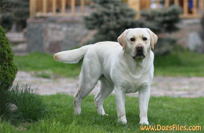 Devonshire labradors best sale