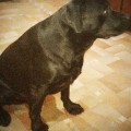 FAITHFUL AMICUS FAITHFUL AMICUS