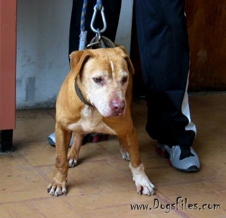 Sarona best sale pitbull kennels