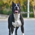 IRGILY ARGUS BLACK IRGILY ARGUS BLACK
