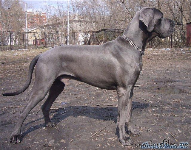 PRADA ARMADA Pedigree database Great Dane