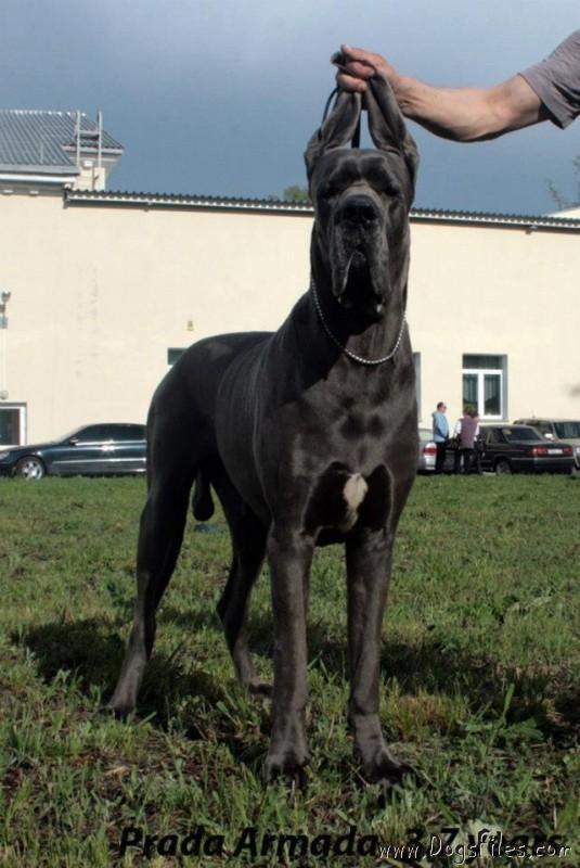 PRADA ARMADA Pedigree database Great Dane