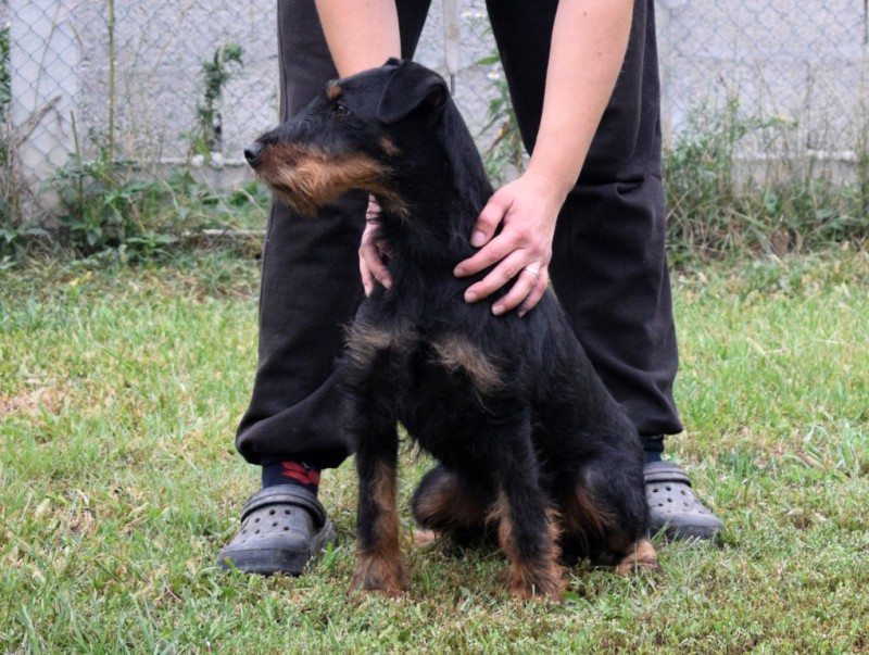 Jagdterrier puppies for sale 2024 2019