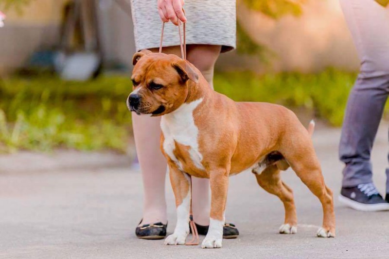 Sharoc staffordshire bull hot sale terriers