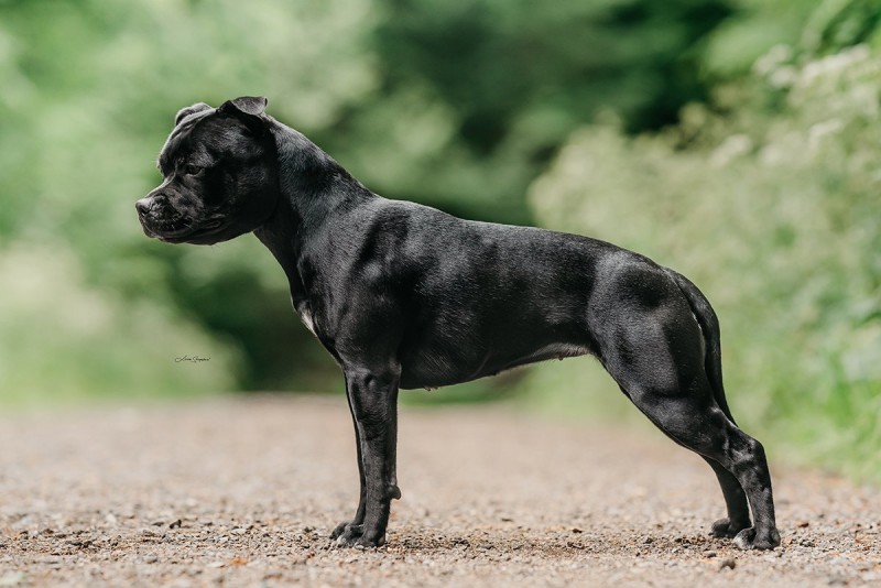 Staffordshire bull hot sale terrier pedigree database