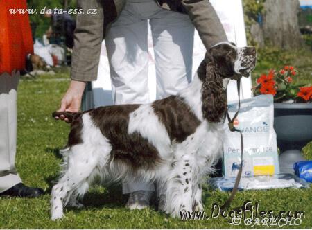 english springer spaniel pedigree database