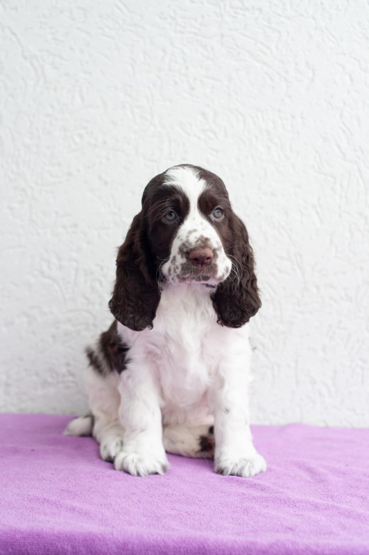 Stardom english hot sale springer spaniels