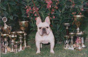 Smokey valley sales french bulldog