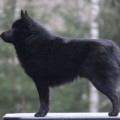 OSO DE MIEL DZHEKPOT OSO DE MIEL DZHEKPOT