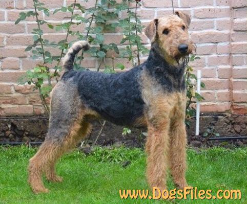 Pedigree Airedale Terrier