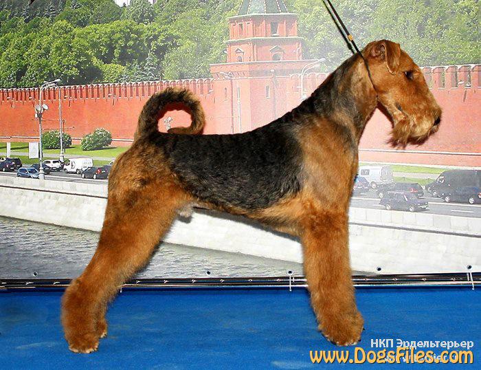 Pedigree Airedale Terrier
