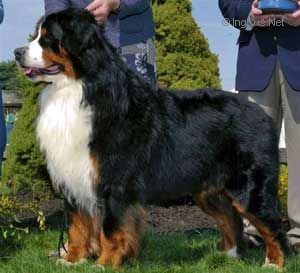 Degrasso bernese hot sale