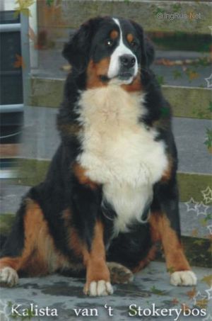 Stokerybos bernese cheap