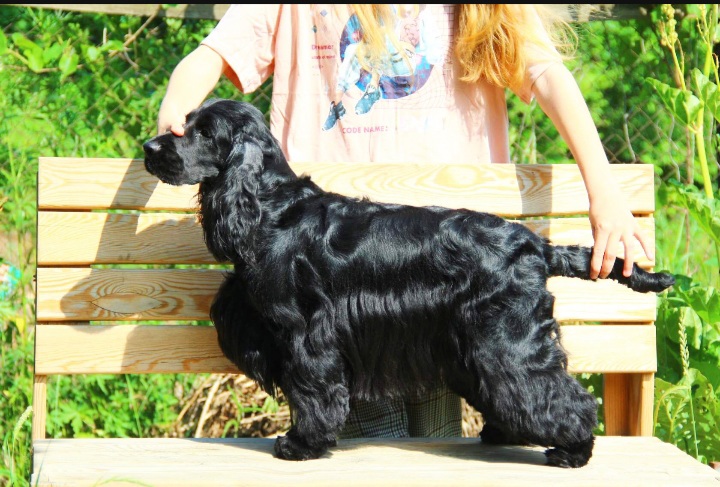 Cocker spaniel hot sale pedigree database online