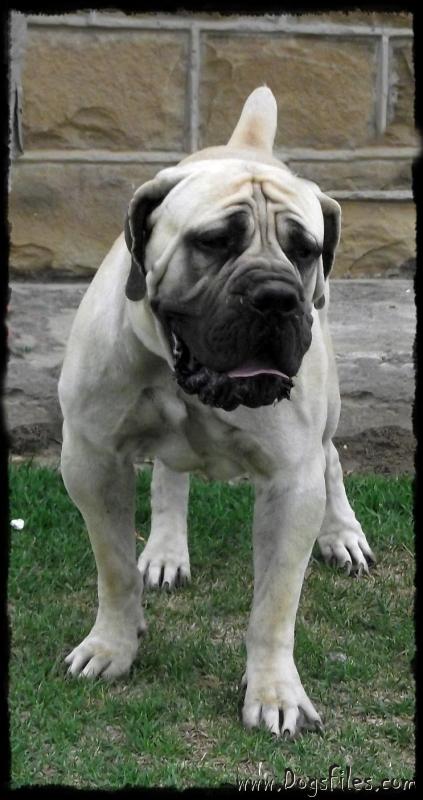 Janieka boerboels hot sale