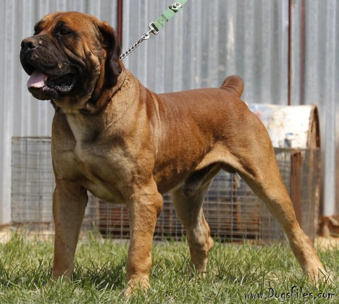 Caberet Bliksem Pedigree Database Boerboel