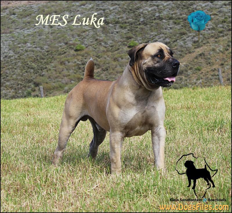 Mes boerboel hot sale