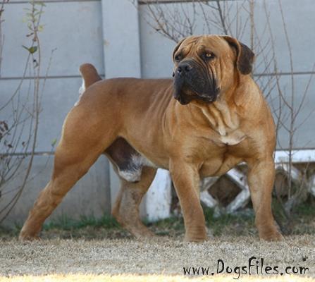 copperhead boerboels