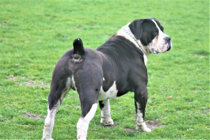 Janieka boerboels hot sale