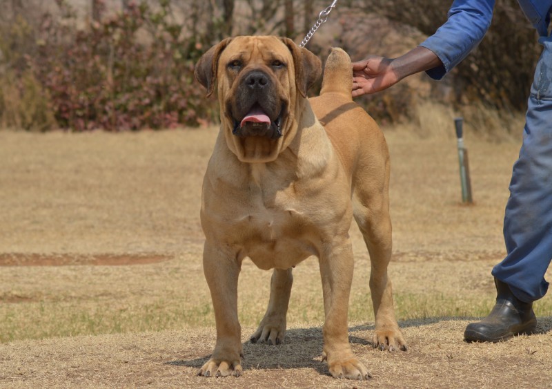 Alpine best sale lion boerboel