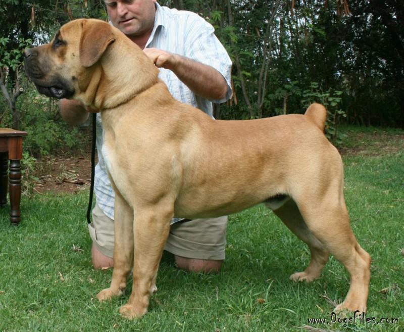 Elevation boerboels store