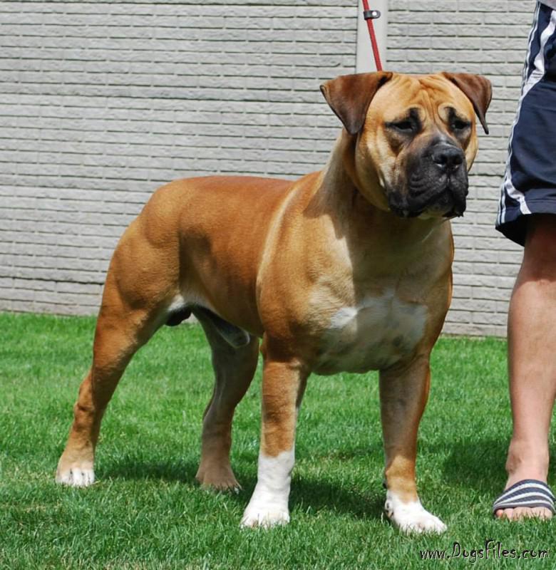 king boerboel