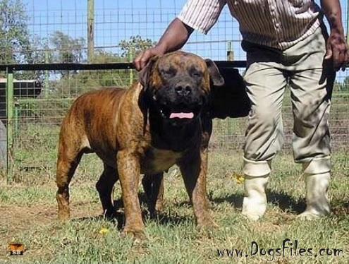 Mizpah boerboel sales