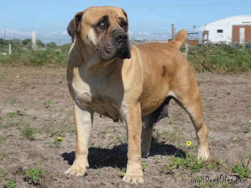 Blitzkrieg boerboels discount