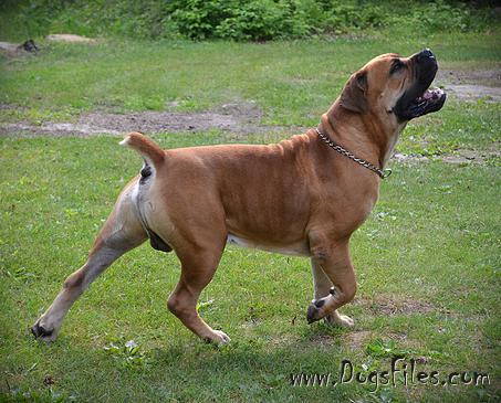 Copperhead boerboels sales