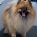 PAVLIN RADULF PAVLIN RADULF
