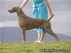 Ashlaren weimaraners best sale