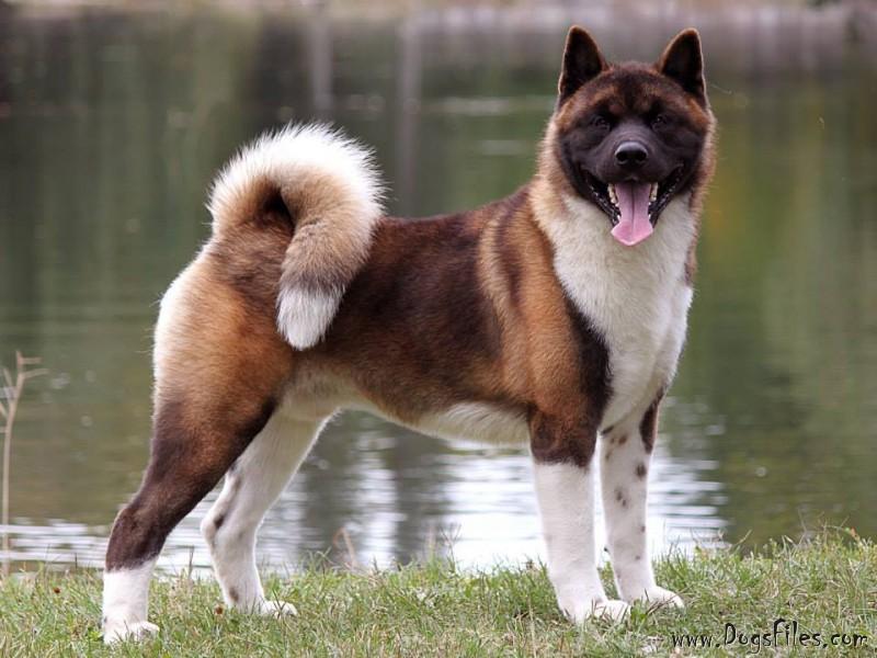 Buckridge akitas sales