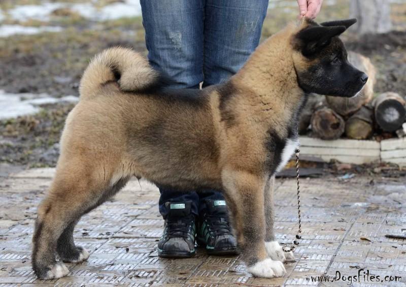 Pedigree database American Akita