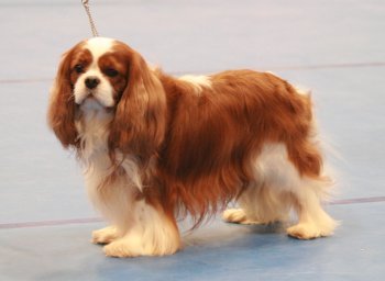 MAIBEE PERFECT TOUCH OF CHARNAVALE » Pedigree database Cavalier King  Charles Spaniel;