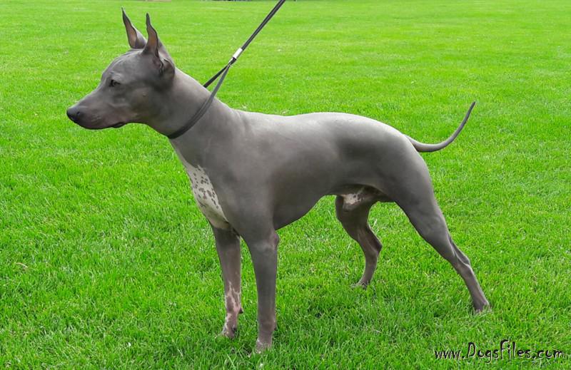 Blue american hairless store terrier