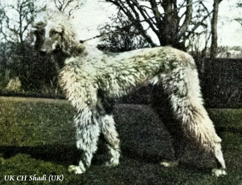 CAN CH Zaradas Kumala Khandari - Afghan Hound Pedigree Database